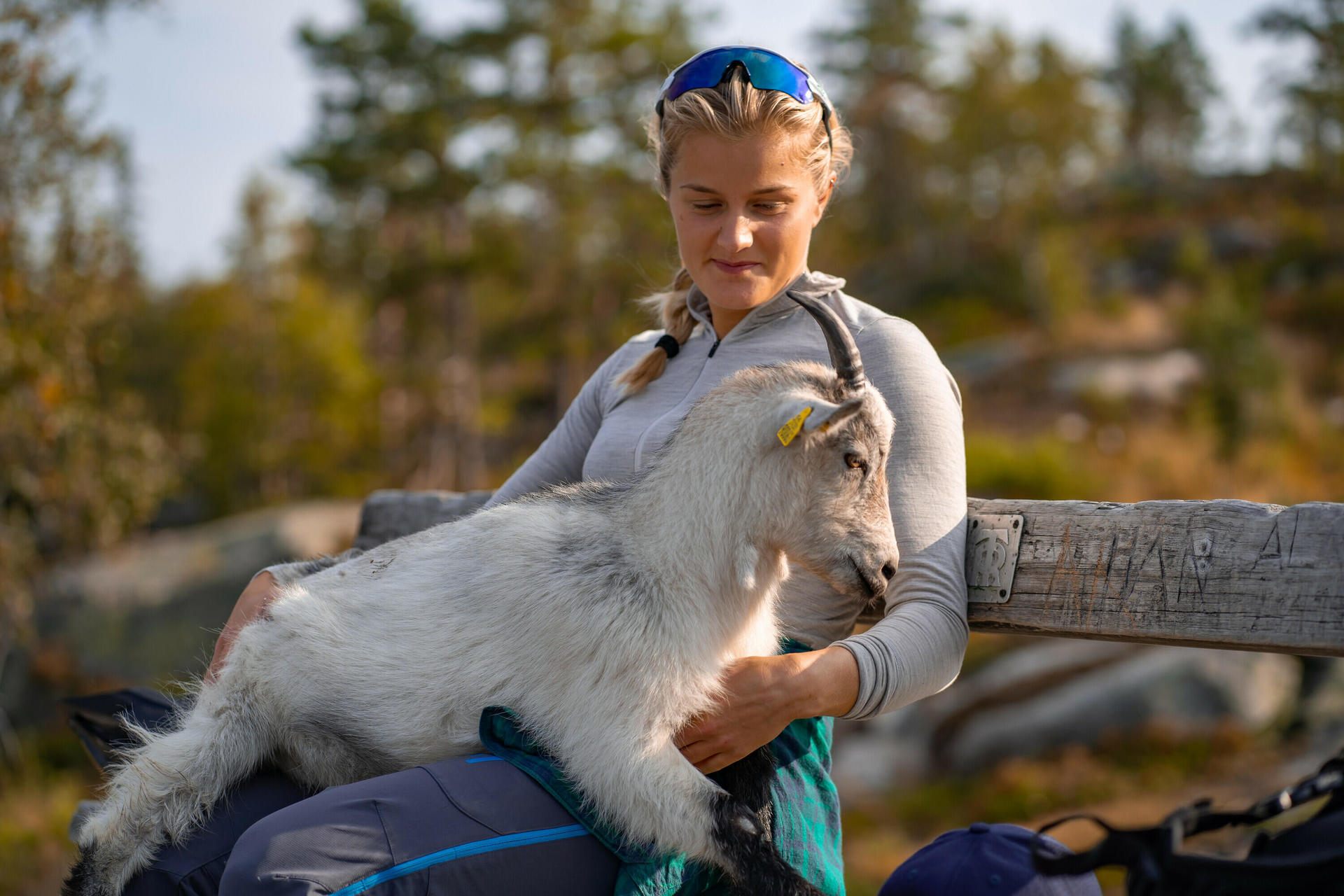 The animals at Ringkollen