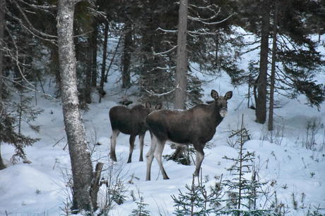 Meet the King of the woods